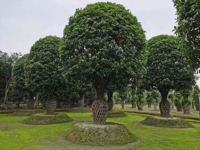 四川的精品桂花
