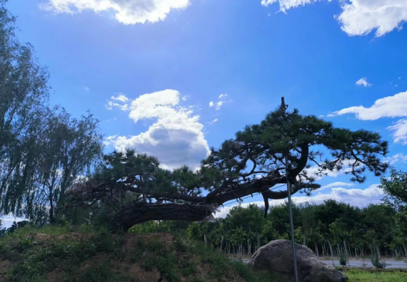 能够画龙点睛的独景树