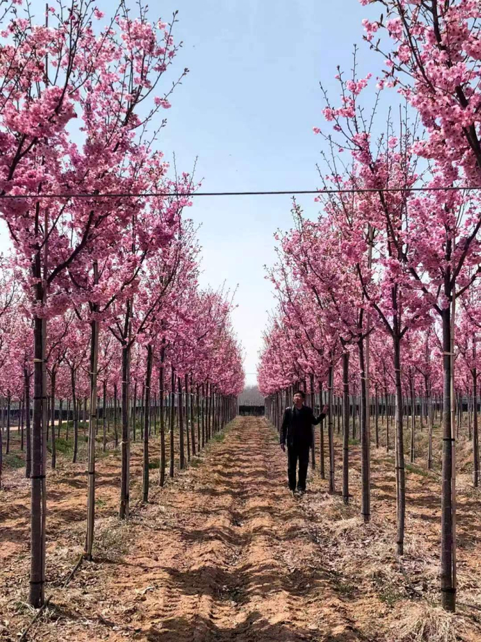 山东的高干樱花