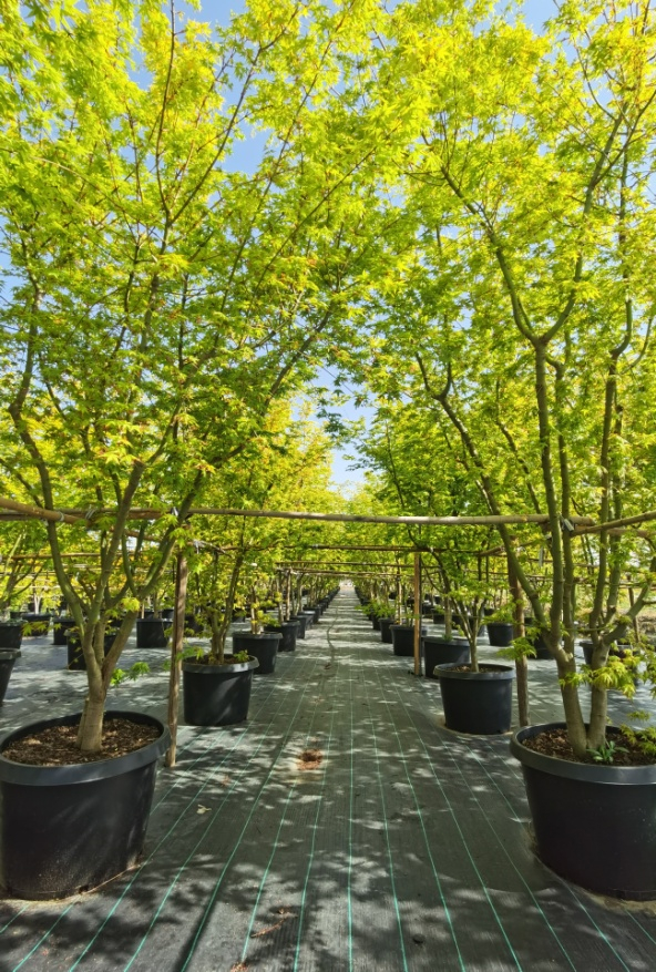 柳建国的枫树新品种容器苗