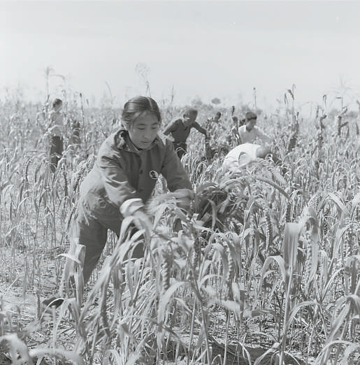 1972年，延庆县大柏志公社阎家庄大队的赤脚医生和社员一起劳动。胡敦志摄