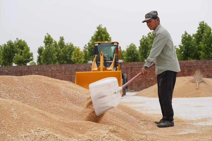 河北省邢台市任泽区小东吴村村民李迷军正在整理刚收获的小麦。刘云洲摄
