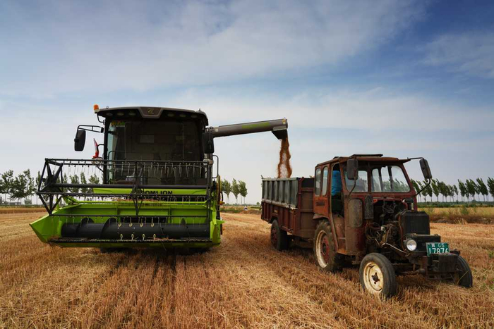 河北省邢台市任泽区小东吴村的一处麦田正在转运小麦。刘云洲摄