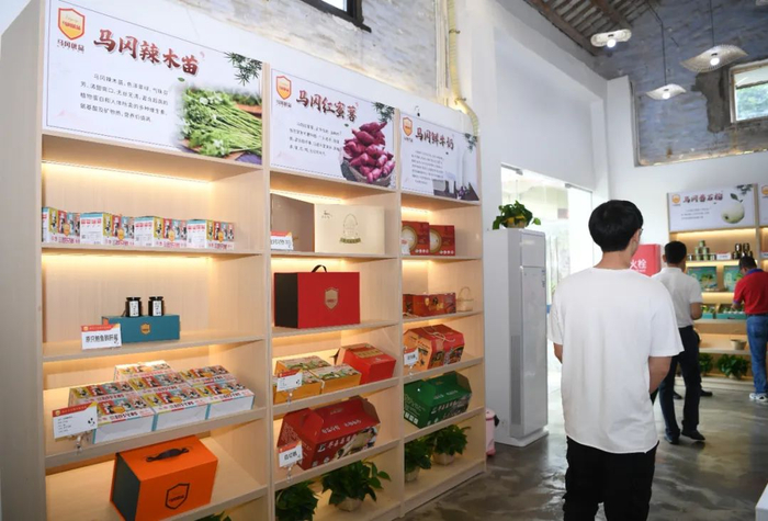 辣木和红薯是六圩村的拳头产品。杨兴乐 摄