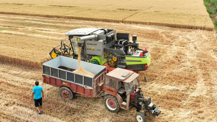 河北省邢台市任泽区小东吴村的一处麦田正在转运小麦。刘云洲摄