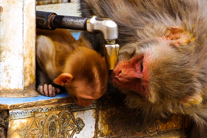 嘟嘟的时间2022年6月10日，印度拉贾斯坦邦，炎热的夏天，猴子带着小猴子在水龙头喝水。