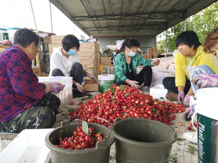 种植户正在分选刚刚采摘的大樱桃，裂果销往酒厂，好果上市销售。张辰摄