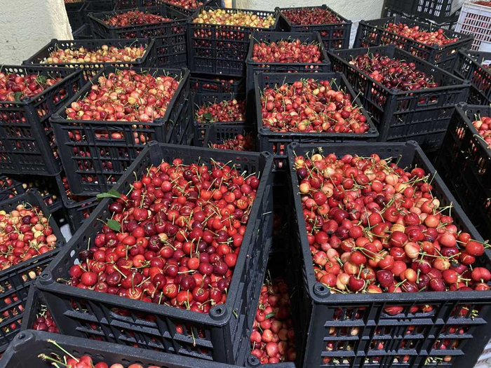 冷储库中满是大樱桃裂果。姚一铭摄