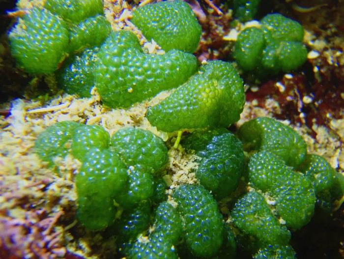 ▲海底植物网球藻。熟透了的网球藻会自己开裂，散播繁衍后代的孢子。王炳/摄