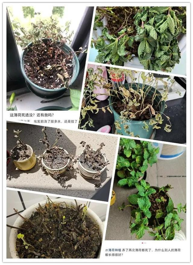 看来把薄荷养死的小伙伴还不少呀（图源网络）