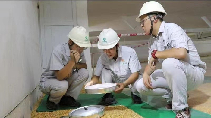 直属库保管员检查仓内储粮质量情况
