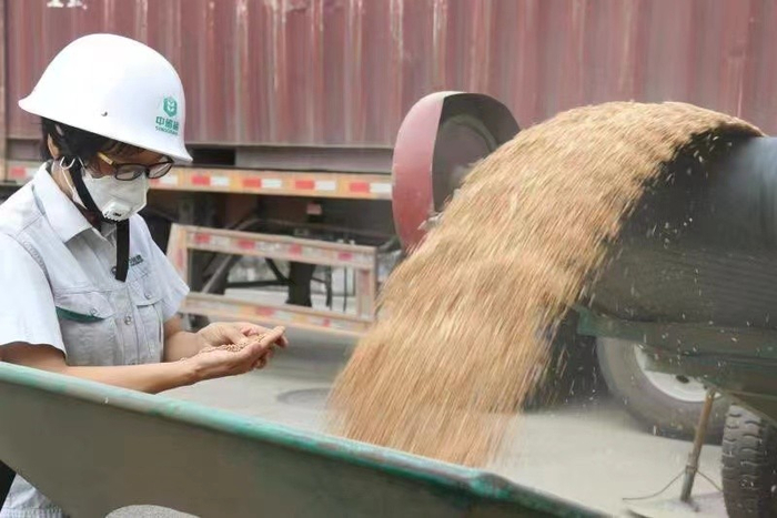 直属库保管员检查入库粮食质量情况