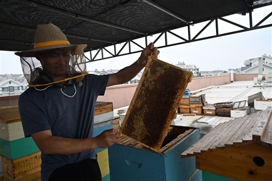 房宇展示蜜蜂采蜜后用蜂蜡封住的蜂蜜。据介绍，如果持续高温天气，可能导致蜂蜡融化，蜂巢破坏，蜜蜂死亡。冯丽妃摄