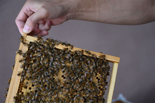  房宇在给记者展示试验场蜂箱中的蜜蜂。据介绍，目前国内60%的蜜蜂养殖种类为西蜂，40%左右为中蜂。记者冯丽妃摄