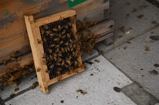 蜜蜂行为试验小巢 冯丽妃摄