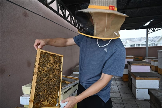 据介绍一个蜂箱中约有10个隔板，每个隔板上通常可停歇约2000只蜜蜂。冯丽妃摄