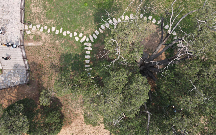 被保护起来的古柏树，周围铺着卵石步道。新京报记者 王巍 摄