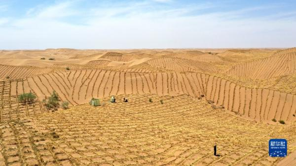 这是武威市凉州区邓马营湖治沙区域已经铺设完草方格沙障的沙漠（6月16日摄，无人机照片）。新华社记者 陈斌 摄