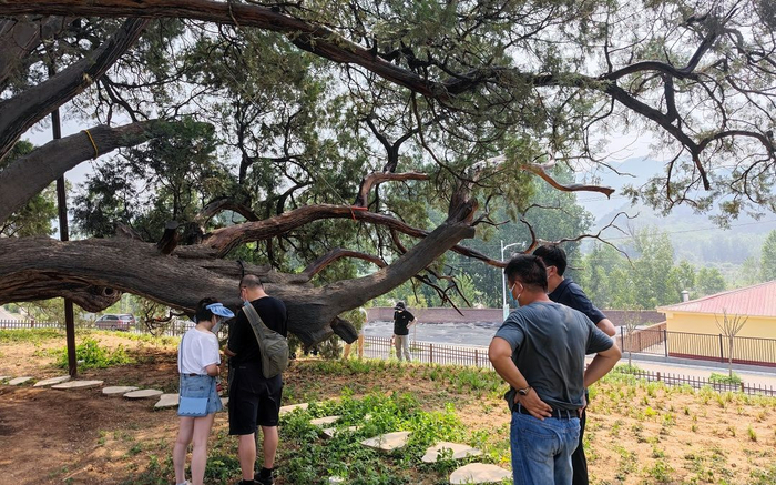 “九搂十八杈”东侧树杈，已经长出不少新叶。新京报记者 王巍 摄