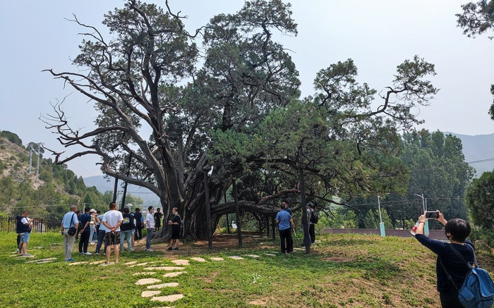 “九搂十八杈”古树。新京报记者 王巍 摄