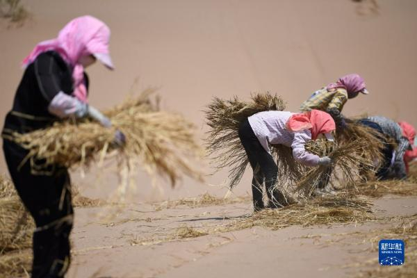 治沙工人在武威市凉州区邓马营湖治沙区域进行压沙作业（6月16日摄）。新华社记者 陈斌 摄