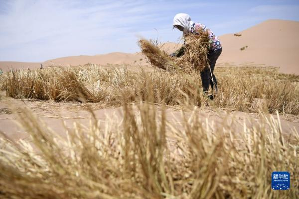 治沙工人在武威市凉州区邓马营湖治沙区域进行压沙作业（6月16日摄）。新华社记者 陈斌 摄