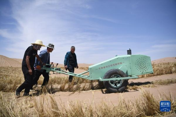 治沙工人在武威市凉州区邓马营湖治沙区域使用手扶式沙障机铺设草方格沙障（6月16日摄）。新华社记者 陈斌 摄