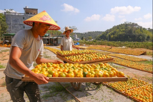 图为浦北县石祖农产品产销专业合作社组织农户采摘茶叶。