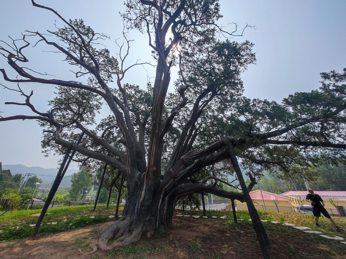 古树下立有多个支架。新京报记者 王巍 摄