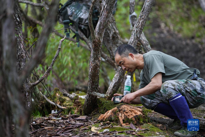 大熊猫国家公园彭州管护总站的巡护员宋自强在巡山途中用相机记录动物足迹（6月4日摄）。新华社记者 江宏景 摄