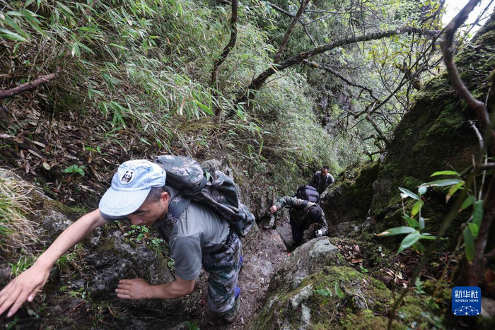 大熊猫国家公园彭州管护总站的巡护员宋自强在巡山途中（6月4日摄）。新华社记者 江宏景 摄