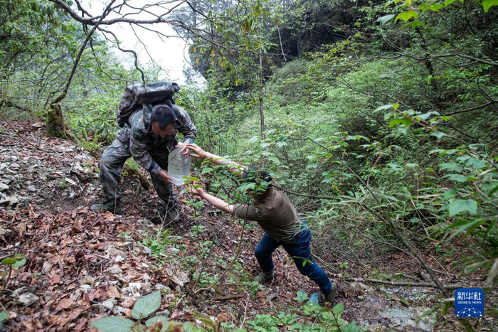 大熊猫国家公园彭州管护总站的巡护员在巡山途中收集山泉水用于饮用（6月4日摄）。新华社记者 江宏景 摄