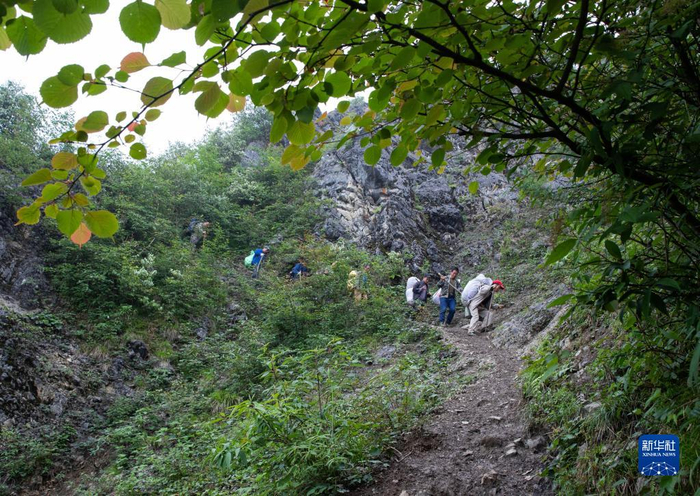 大熊猫国家公园彭州管护总站的巡护员在巡护途中（6月5日摄）。新华社记者 江宏景 摄