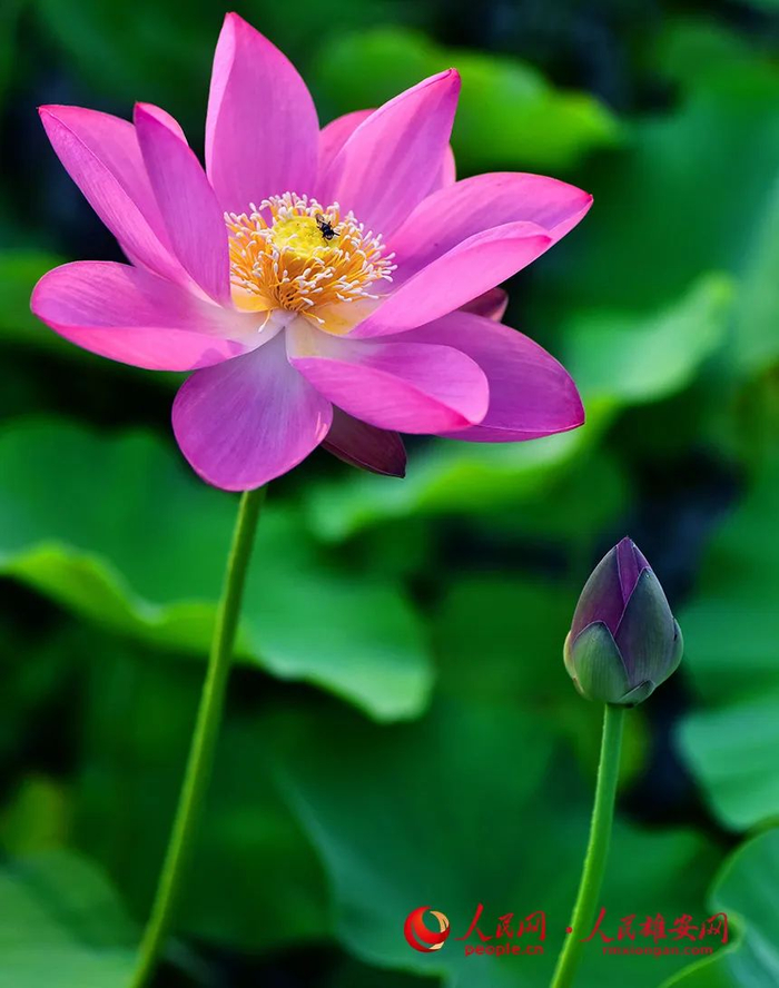 荷花散发出阵阵清香，吸引来了蜜蜂。刘向阳摄