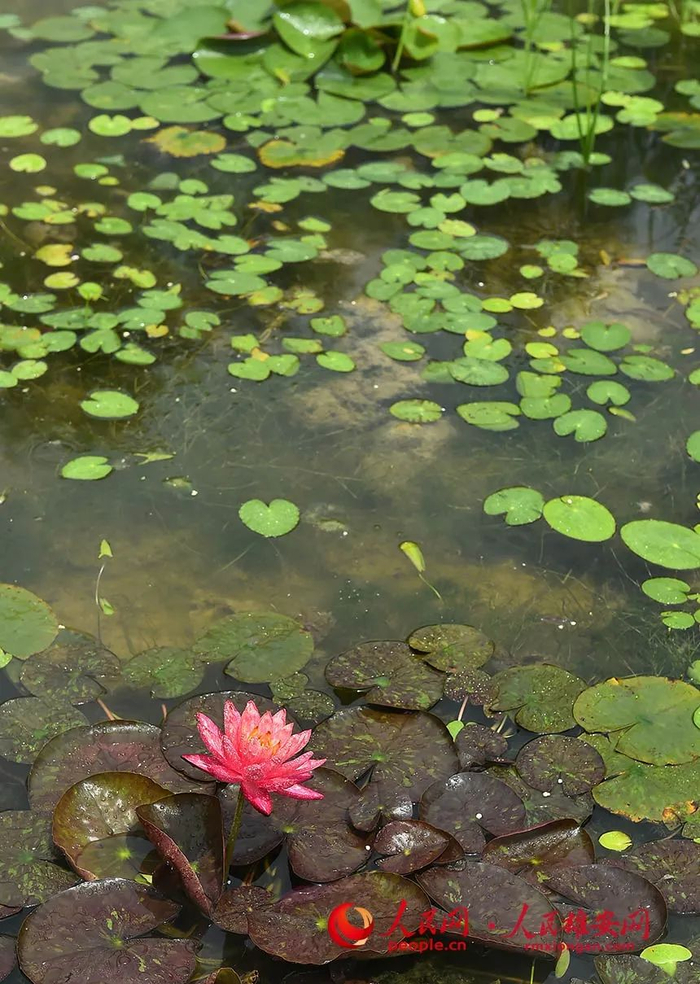 睡莲也已静悄悄地开放。刘向阳摄