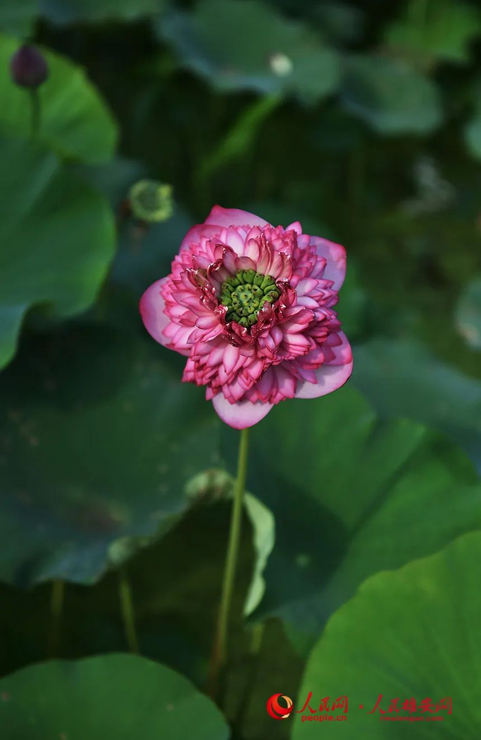 别具一格的牡丹荷花。刘向阳摄