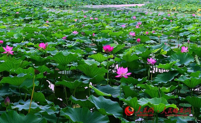 白洋淀里，田田荷叶间，盛放的荷花点缀其间，美不胜收。刘向阳摄