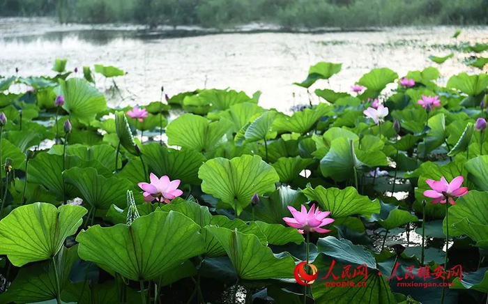 碧绿的荷叶间，粉色的荷花掩映其中，如一幅写意画，美不胜收。刘向阳摄
