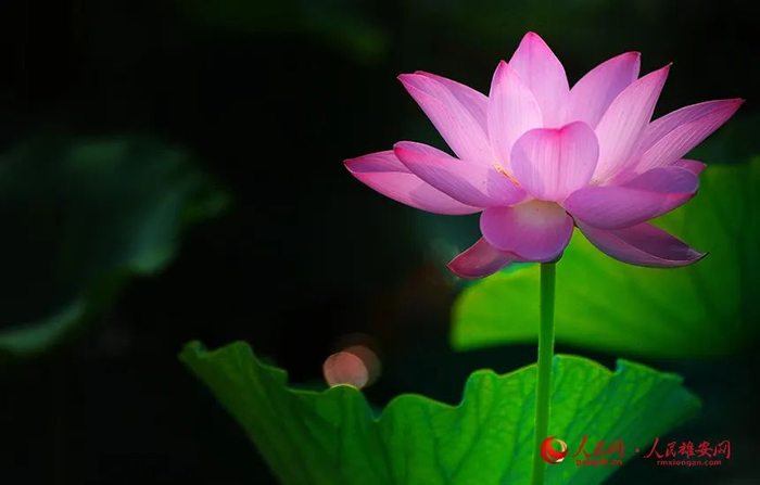 白洋淀里的荷花，如同身着粉红衣裳的少女，娇羞又神秘。刘向阳摄