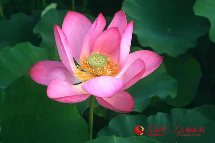 白洋淀的荷花如同身着粉红衣裳的少女，亭亭玉立。刘向阳摄