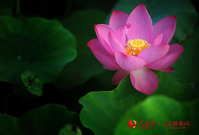 荷花、荷叶、莲蓬，是夏日里不可或缺的美。刘向阳摄