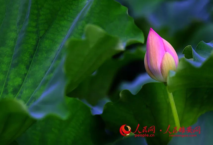 白洋淀的荷花含苞待放。刘向阳摄