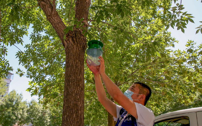 工作人员在悬挂美国白蛾诱捕器。何建勇 摄