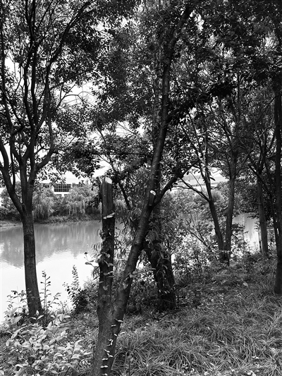     紫郡小区周边种植的红叶李树损坏严重。