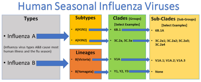 最常引发人季节性流感的几种流感病毒丨cdc.gov
