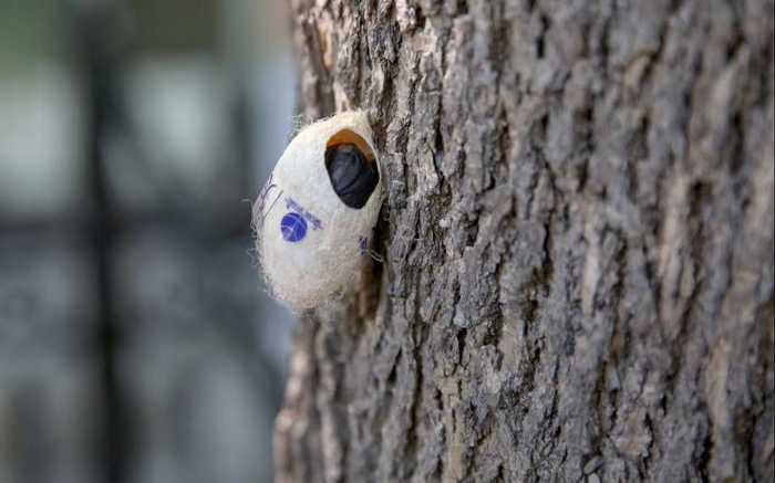 茧中培养的周氏啮小峰是美国白蛾的天敌。何建勇 摄