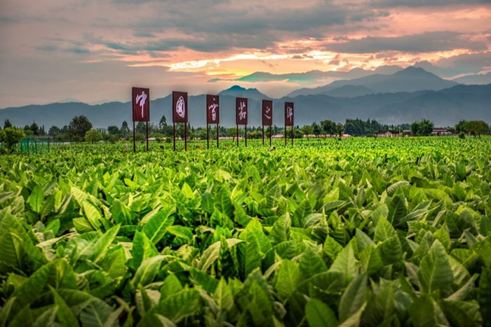 中国雪茄之乡优质烟田—什邡大泉坑