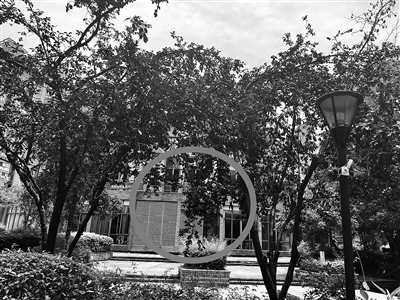     被折断的红叶李树枝（划圈处）。