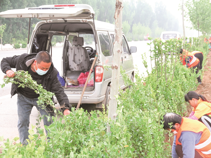     养护工人栽植绿化苗木                                                            王震 摄