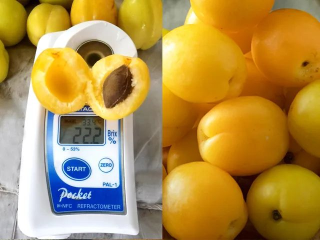果农随机测试小白杏的甜度